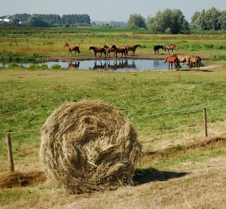 Drural Regio Gelderland Midden